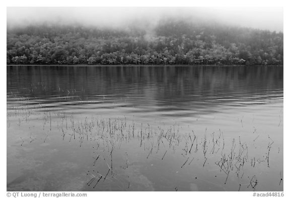 Reeds, hillside in autumn foliage, and fog, Jordan Pond. Acadia National Park (black and white)