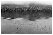 Reeds, hillside in autumn foliage, and fog, Jordan Pond. Acadia National Park, Maine, USA. (black and white)