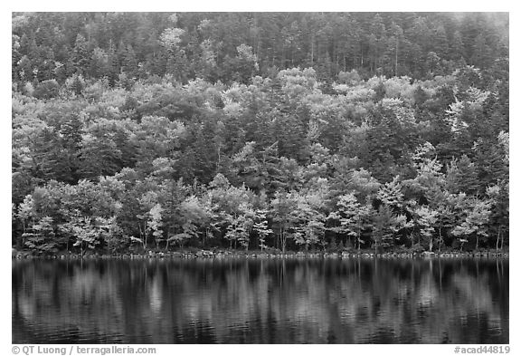 Hillside with trees in autumn colors and pond reflections. Acadia National Park, Maine, USA.