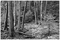 Pine saplings and tree trunks. Acadia National Park ( black and white)