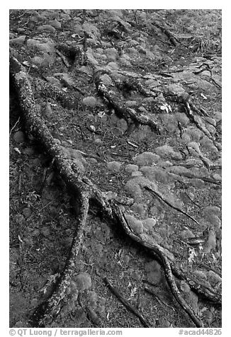 Roots and moss. Acadia National Park, Maine, USA.