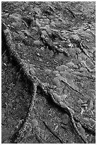 Roots and moss. Acadia National Park ( black and white)