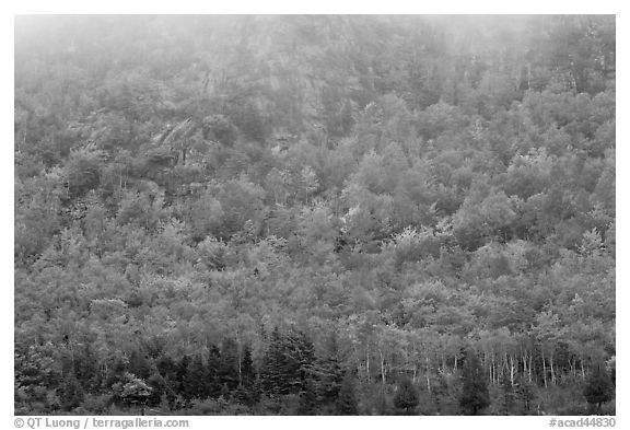 Trees in fall foliage on hillside beneath cliff with fog. Acadia National Park (black and white)