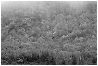 Trees in fall foliage on hillside beneath cliff with fog. Acadia National Park ( black and white)