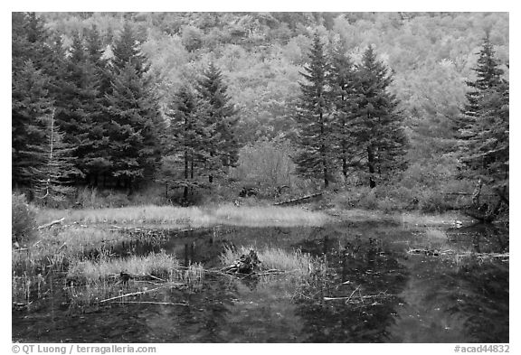Pond and pine trees. Acadia National Park (black and white)