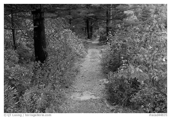 Trail in autumn on Jordan Pond shores. Acadia National Park, Maine, USA.