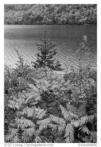 Ferns in autumn color, pine tree, and Jordan Pond. Acadia National Park (black and white)