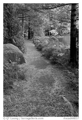 Trail in the fall on the shore of Jordan Pond. Acadia National Park (black and white)