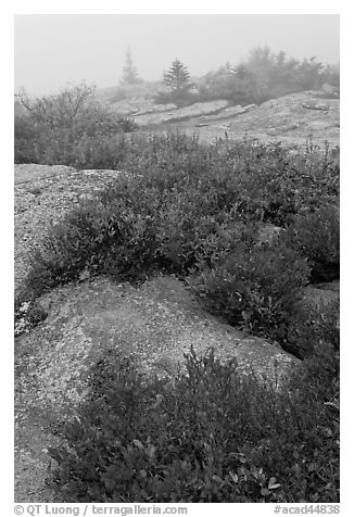 Lichen-covered rocks and red berry plants in fog, Cadillac Mountain. Acadia National Park (black and white)