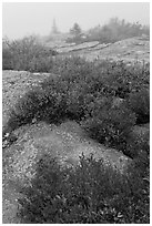 Lichen-covered rocks and red berry plants in fog, Cadillac Mountain. Acadia National Park ( black and white)