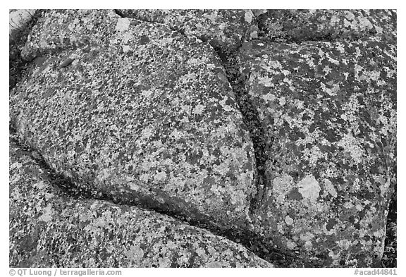 Multicolored lichen on granite slab, Cadillac Mountain. Acadia National Park, Maine, USA.