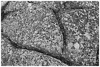 Multicolored lichen on granite slab, Cadillac Mountain. Acadia National Park, Maine, USA. (black and white)