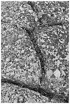 Granite slab with cracks and lichen, Mount Cadillac. Acadia National Park, Maine, USA. (black and white)