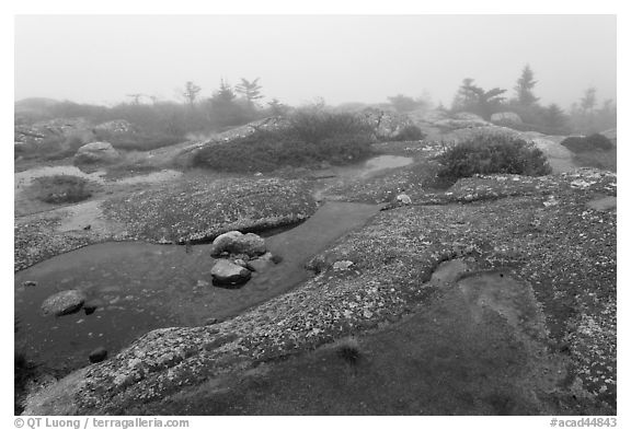 Water-filled holes in granite slabs and fog, Cadillac Mountain. Acadia National Park, Maine, USA.