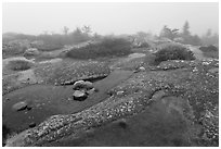Water-filled holes in granite slabs and fog, Cadillac Mountain. Acadia National Park, Maine, USA. (black and white)