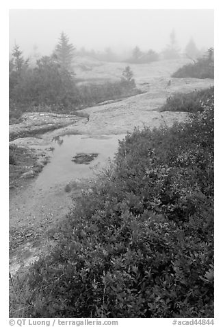 Berry plants in autumn foliage on Mount Cadillac during heavy fog. Acadia National Park (black and white)