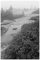 Berry plants in autumn foliage on Mount Cadillac during heavy fog. Acadia National Park ( black and white)