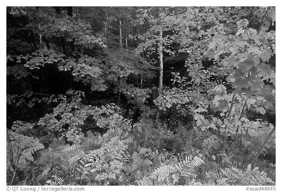 Multicolored leaves in autumn. Acadia National Park (black and white)