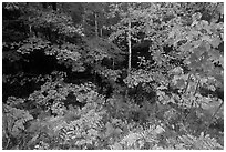 Multicolored leaves in autumn. Acadia National Park ( black and white)