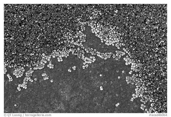 Close-up of shells on rocks, Schoodic Peninsula. Acadia National Park (black and white)