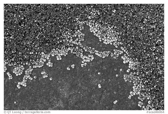 Close-up of shells on rocks, Schoodic Peninsula. Acadia National Park (black and white)
