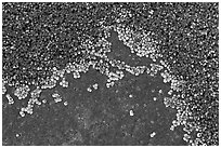 Close-up of shells on rocks, Schoodic Peninsula. Acadia National Park, Maine, USA. (black and white)