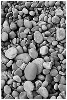 Close-up of smooth pebbles, Schoodic Peninsula. Acadia National Park ( black and white)