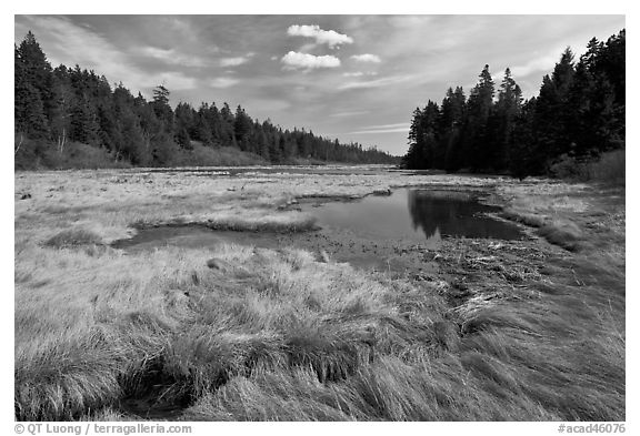 Marsh in winter, Schoodic Peninsula. Acadia National Park (black and white)