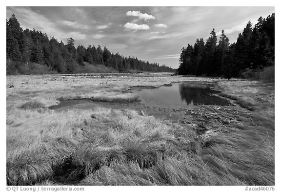 Marsh in winter, Schoodic Peninsula. Acadia National Park, Maine, USA.