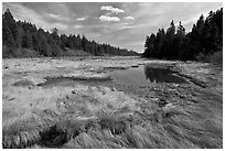 Marsh in winter, Schoodic Peninsula. Acadia National Park, Maine, USA. (black and white)