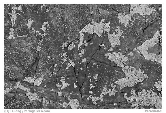 Close-up of orange lichen on dark rock, Schoodic Peninsula. Acadia National Park (black and white)