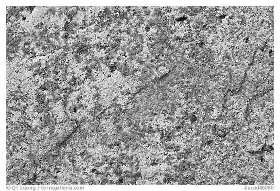 Lichens on light granite, Schoodic Peninsula. Acadia National Park (black and white)