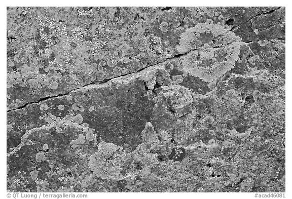 Close-up of lichen on granite, Schoodic Peninsula. Acadia National Park (black and white)