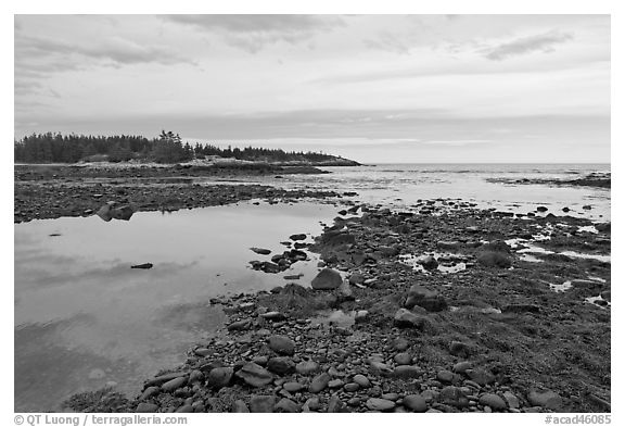 Seaweed and pebbles at low tide, Schoodic Peninsula. Acadia National Park, Maine, USA.