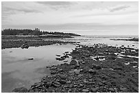 Seaweed and pebbles at low tide, Schoodic Peninsula. Acadia National Park ( black and white)