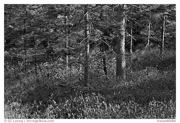 Forest and berry plants in winter, Isle Au Haut. Acadia National Park, Maine, USA.