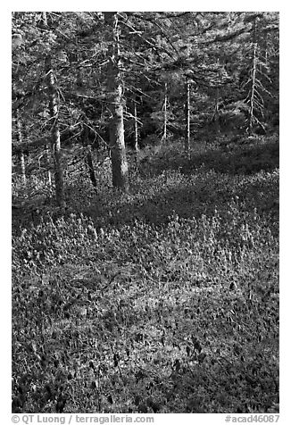 Bare berry plants and conifers, Bowditch Mountain, Isle Au Haut. Acadia National Park, Maine, USA.