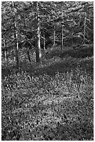 Bare berry plants and conifers, Bowditch Mountain, Isle Au Haut. Acadia National Park ( black and white)