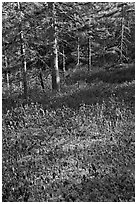 Bare berry plants and conifers, Bowditch Mountain, Isle Au Haut. Acadia National Park, Maine, USA. (black and white)