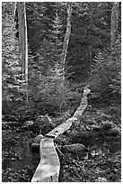 Boardwalk in forest, Isle Au Haut. Acadia National Park, Maine, USA. (black and white)