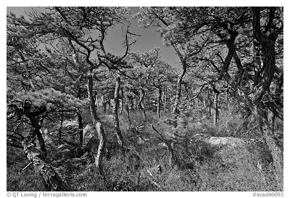 Pine forest, Isle Au Haut. Acadia National Park, Maine, USA.