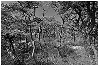 Pine forest, Isle Au Haut. Acadia National Park, Maine, USA. (black and white)