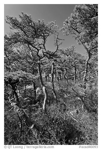 Stunted pines, Isle Au Haut. Acadia National Park (black and white)