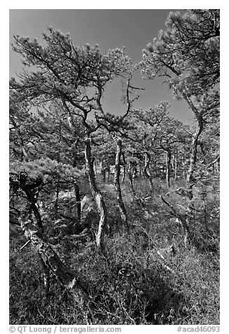 Stunted pines, Isle Au Haut. Acadia National Park, Maine, USA.