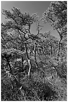 Stunted pines, Isle Au Haut. Acadia National Park ( black and white)