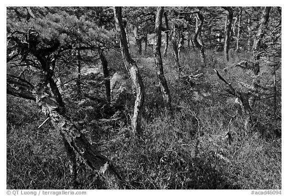 Twisted pine trees, Isle Au Haut. Acadia National Park (black and white)