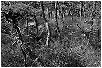 Twisted pine trees, Isle Au Haut. Acadia National Park, Maine, USA. (black and white)