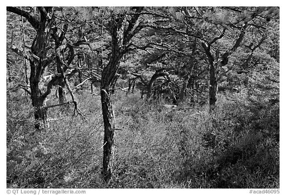 Pine trees and bare berry plants, Isle Au Haut. Acadia National Park, Maine, USA.