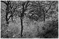 Pine trees and bare berry plants, Isle Au Haut. Acadia National Park ( black and white)