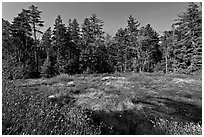 Bog and forest, Isle Au Haut. Acadia National Park, Maine, USA. (black and white)